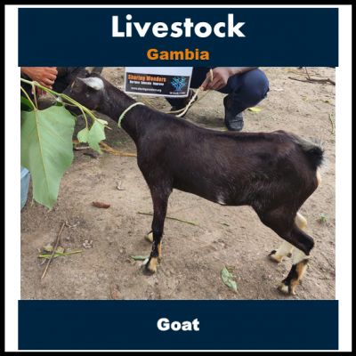 Goat - Gambia